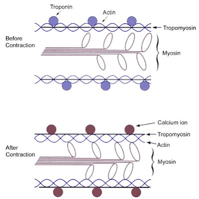 Image result for Muscle Fiber Contraction Experiment