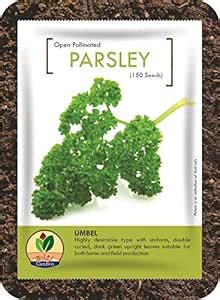 GroBro Parsley Umbel - 2 Pack (2x150 seed) - Dark Green Upright Type ...