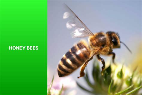 Different Kinds Of Bees
