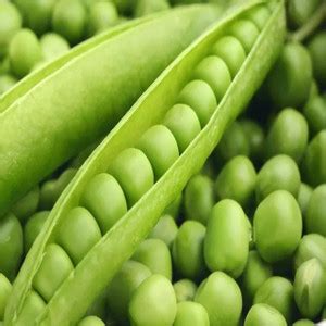 MYLAWN (Matar) Peas Seeds (मटर के बीज) Seed Price in India - Buy MYLAWN ...