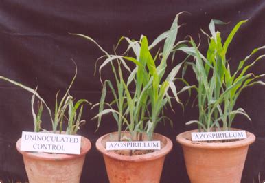 Carrier based biofertilizers – Technology Transfer Unit for the ...