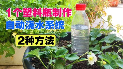 用一个塑料瓶，DIY蔬菜自动浇水系统（2种方法），超级实用|Wonderful use of plastic bottles