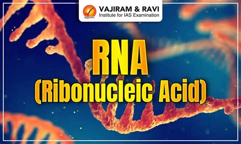 RNA (Ribonucleic Acid) - Types, Structure, and Functions