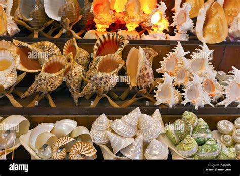 Image result for How to Remove Fossilized White From Conch Shells