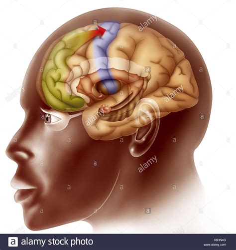 Image result for Prefrontal Cortex Brain Drawing