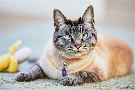 Lynx Point Siamese Cat: Meet The Gorgie Lynx Cat