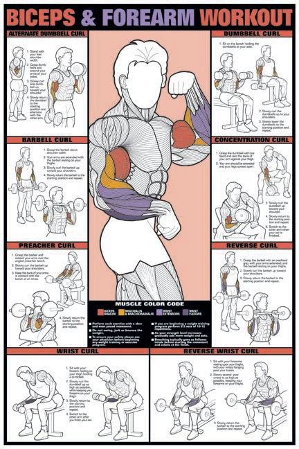 Fitnus chart series Fitnus NFC9_A Gym Chart for Bicep & Forearm Workout ...