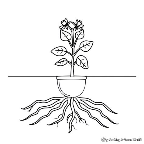 Planting Seeds Coloring Pages Plant Life Cycle Coloring Pages Free