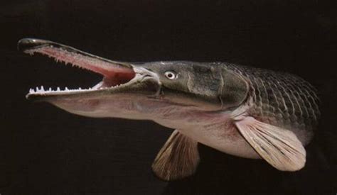 盘点世界上钓到的最大的鱼[4] - 雪炭网