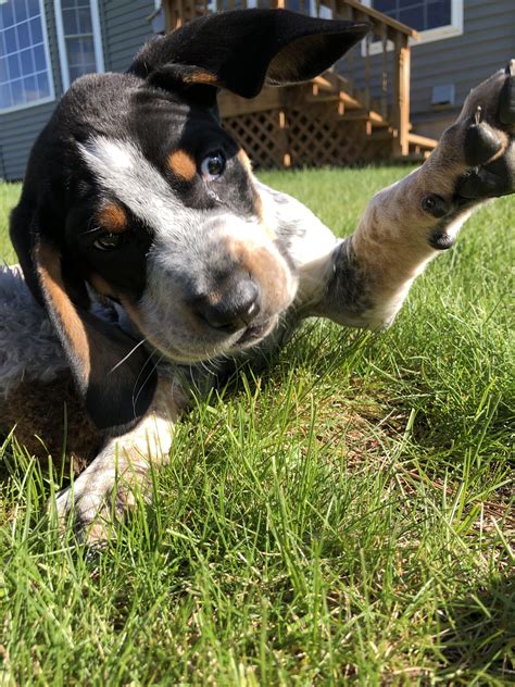 Bluetick Coonhound Puppies Newborn