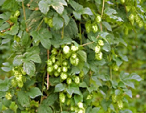 EU-Beihilfe für Hopfen-Erzeugerorganisationen gesichert | agrarheute.com
