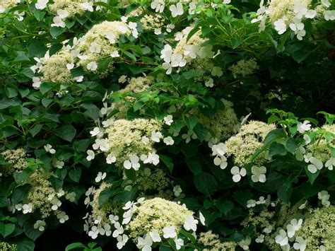 Info On Climbing Hydrangeas: Growing Climbing Hydrangeas And Their Care ...