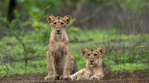 PM Modi Urges People To Visit Gir Reserve On World Lion Day; Shares ...