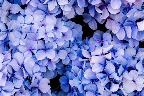 Download Close-Up Blue Hydrangea Flowers Wallpaper | Wallpapers.com
