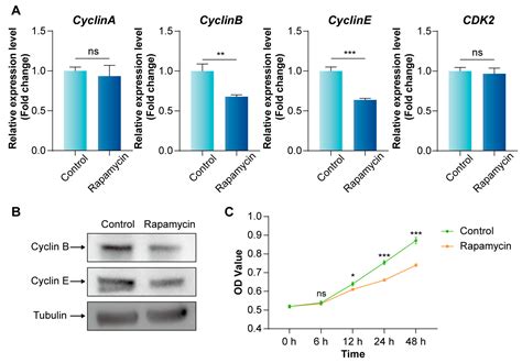 The Rheb-mTORC1 Coordinates Cell Cycle Progression and Endoreplication ...