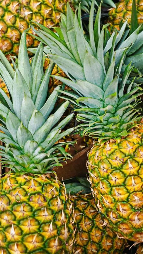 How to grow juicy pineapples at home in balcony garden