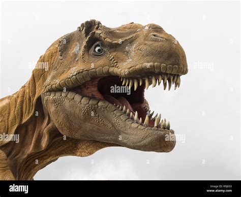T Rex Head Profile