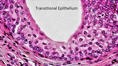 Transitional Epithelium | Function, Location & Characteristics - Lesson | Study.com