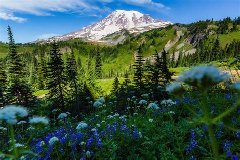 Mount Rainier National Park