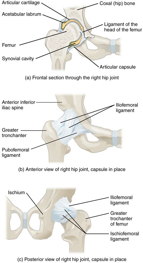 This figure shows different views of the hip joint. The top panel shows ...