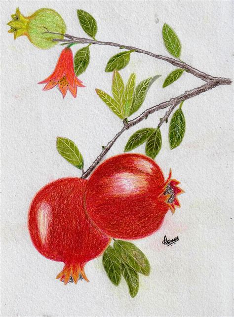 Pomegranate Drawing