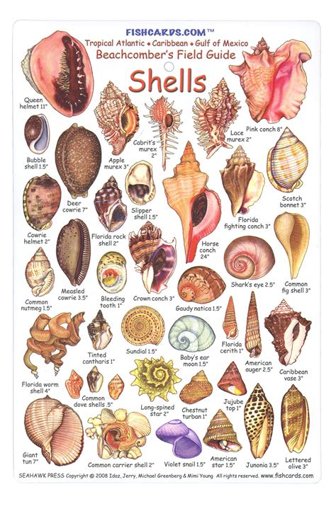 Buy Shell ID Card: Beachcomber's Field Guide Tropical Atlantic ...