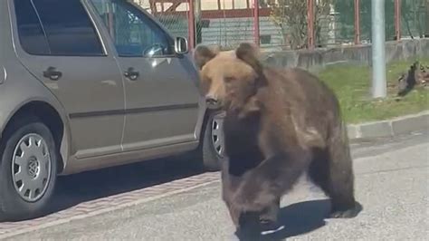 Brown bear attacks residents while charging through streets