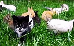 Image result for Bunnies and Kittens Very Cute