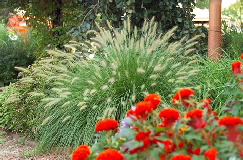 25 Ornamental Grasses for Adding Texture to Your Garden