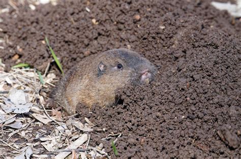 Image result for Gopher Control