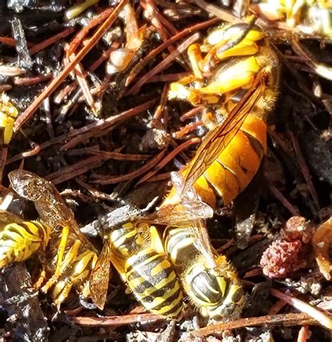 Muscle And Joint Pain After Yellow Jacket Sting at Herman Dunlap blog