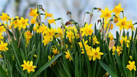 yellow flowers, flowers, daffodils, plants, HD Wallpaper | Rare Gallery