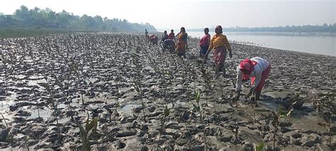 Community-Led Climate Action in the Sundarbans: Why Mangrove ...