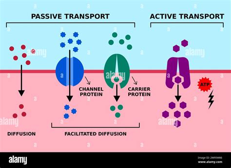 Image result for Concentration Gradient Cell Membrane