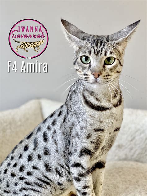 F4 Savannah Cats - iwannasavannah.com