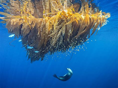 Pacific Ocean 的图像结果