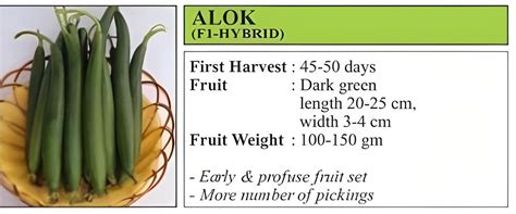 VNR Alok Sponge Gourd Hybrid Seeds – Cultree India