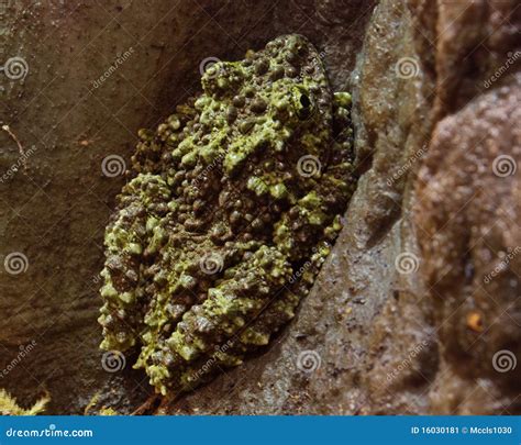 Vietnamese Mossy Frog, Theloderma Corticale Reptile Stock Photo ...