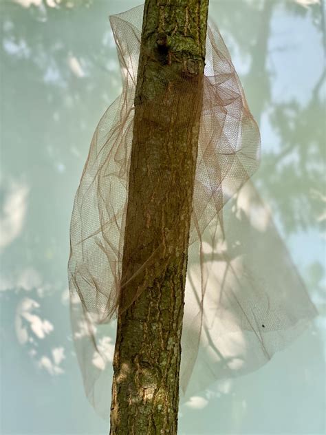 Lantern Fly Traps with Netting 的图像结果