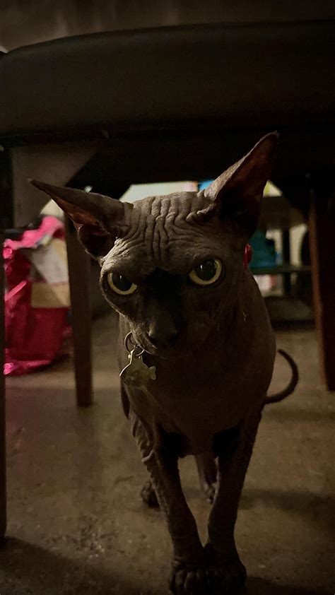 Lazy Tuna : r/sphynx