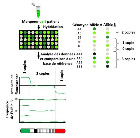 SNP Array Applications 的图像结果