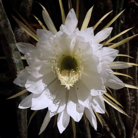 Top 10 Flowers that Bloom at Night | Pouted.com
