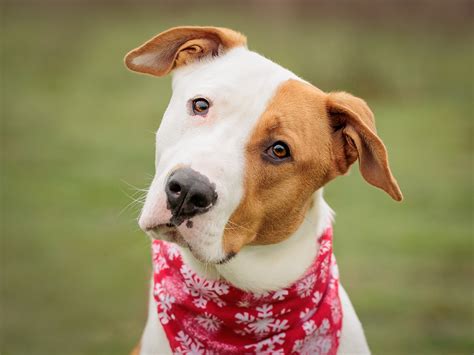 Adopt a dog for free at Oregon Humane Society this week - oregonlive.com