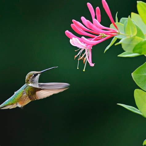 Hummingbirds Favorite Flowers