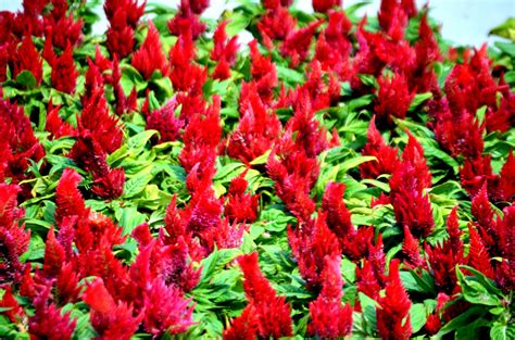 Cockscomb Plant Free Stock Photo - Public Domain Pictures