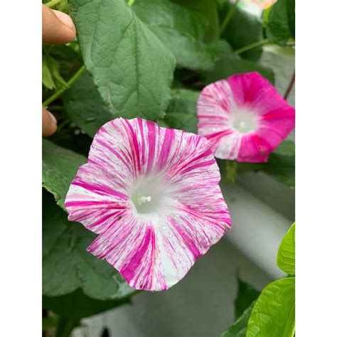 Carnivale di Venezia Morning Glory (Pink) | O' naturale