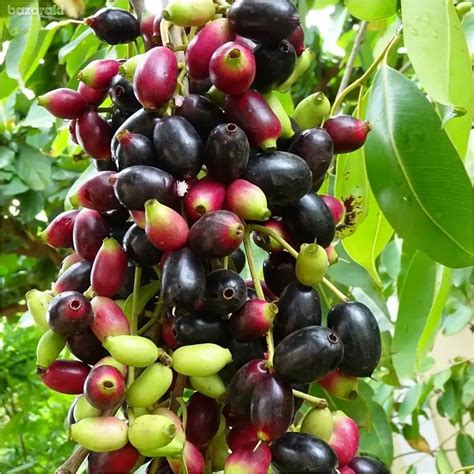 Jamun tropical fruit tree, syzygium cumini, jambolan, java plum €20 ...
