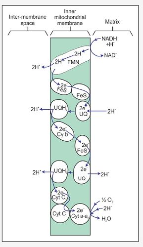 Explain Electron Transport System (ETS) - CBSE Class 11 - Learn CBSE Forum