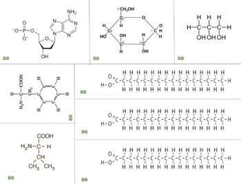 Image result for Macromolecules Building Blocks