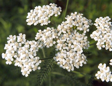 How to Plant and Grow Yarrow